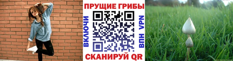 Галлюциногенные грибы GOLDEN TEACHER  где можно купить   Магас 